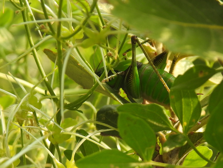 Eupholidoptera schmidti