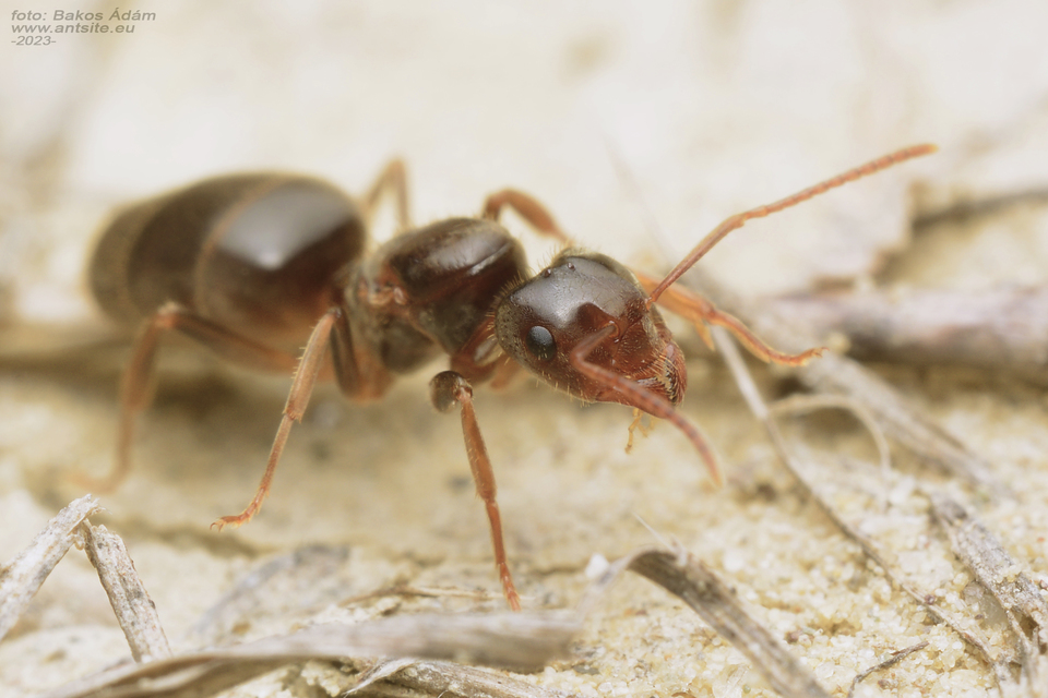 Lasius jensi - sztyeppi borostyánhangya