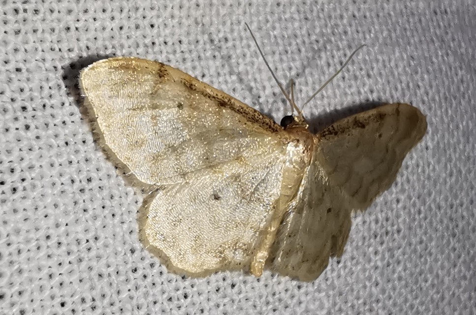 szürkeszélű apróaraszoló - Idaea fuscovenosa