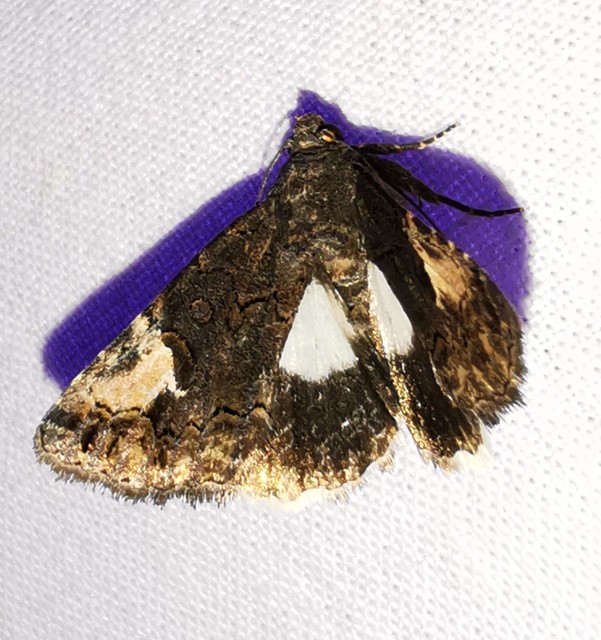 folyófűbagoly - Aedia funesta