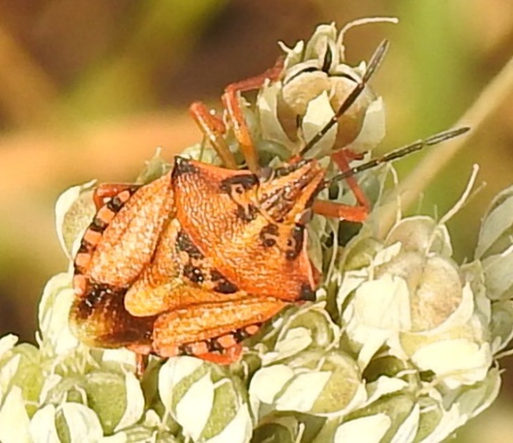 Carpocoris