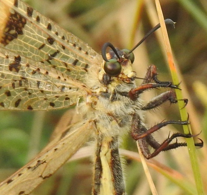 Palpares libelluloides