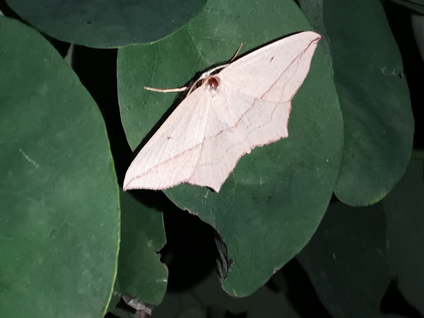 piroscsíkos csipkésaraszoló - Timandra comae