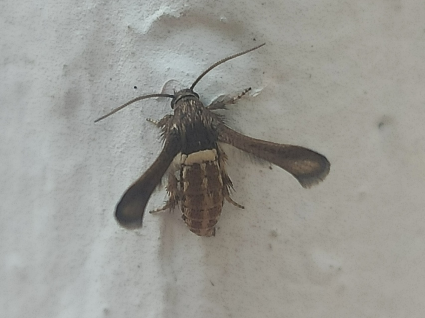 Microsphecia brosiformis - folyófűszitkár