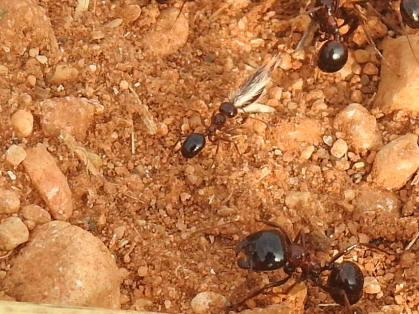 Messor wasmanni