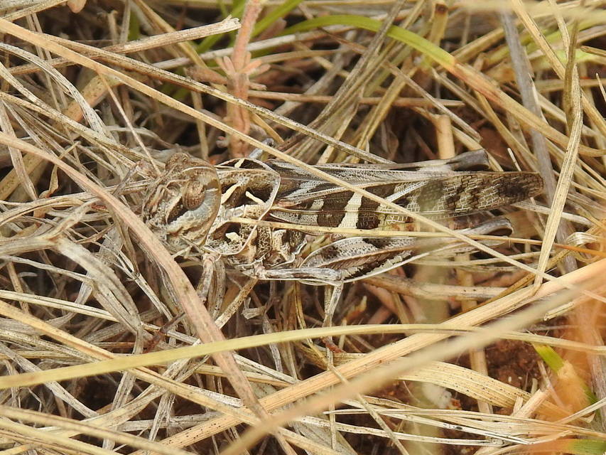 Oedaleus decorus - szalagos sáska