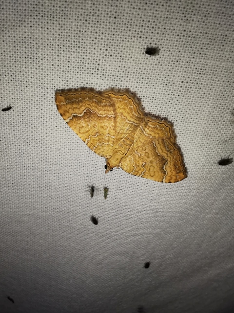 kétvonalas sávosaraszoló - Camptogramma bilineata