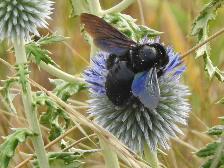 Xylocopa