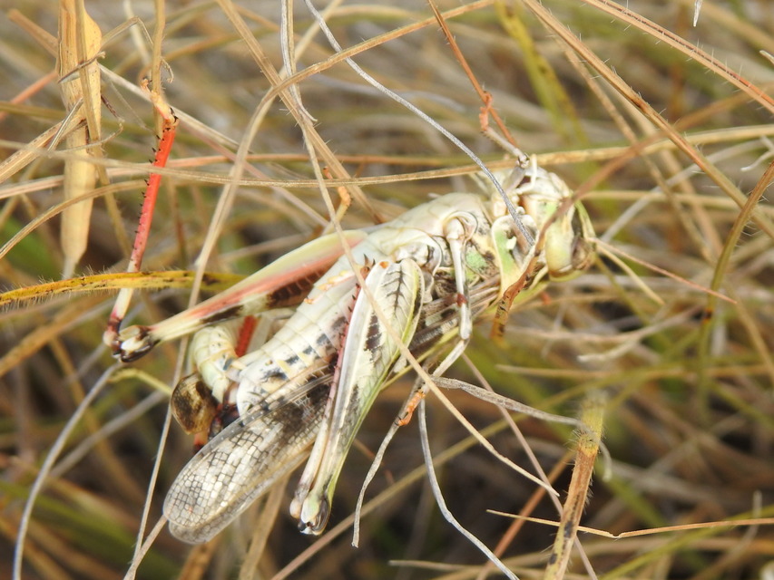 Oedaleus decorus - szalagos sáska
