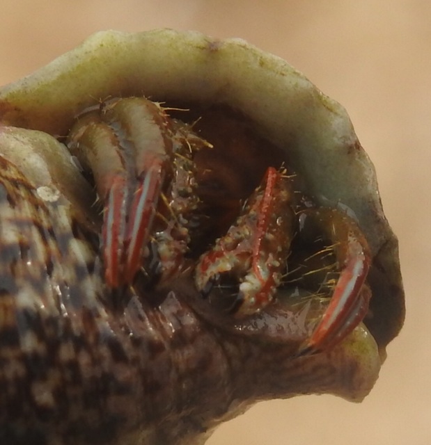 Crustacea - Rákok