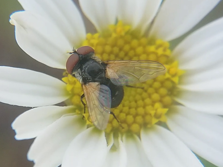 Elomya lateralis
