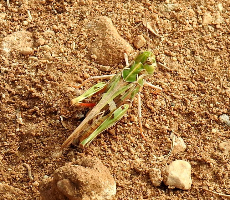 Oedaleus decorus - szalagos sáska