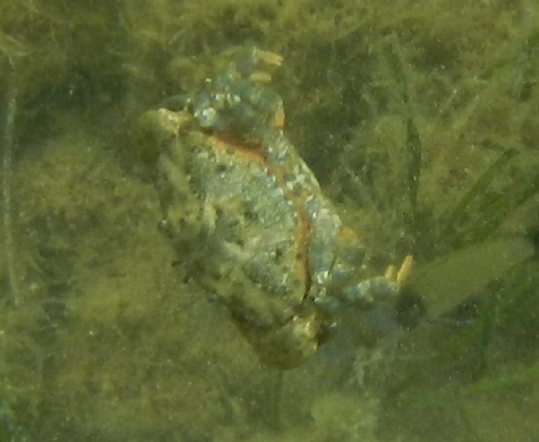 Crustacea - Rákok