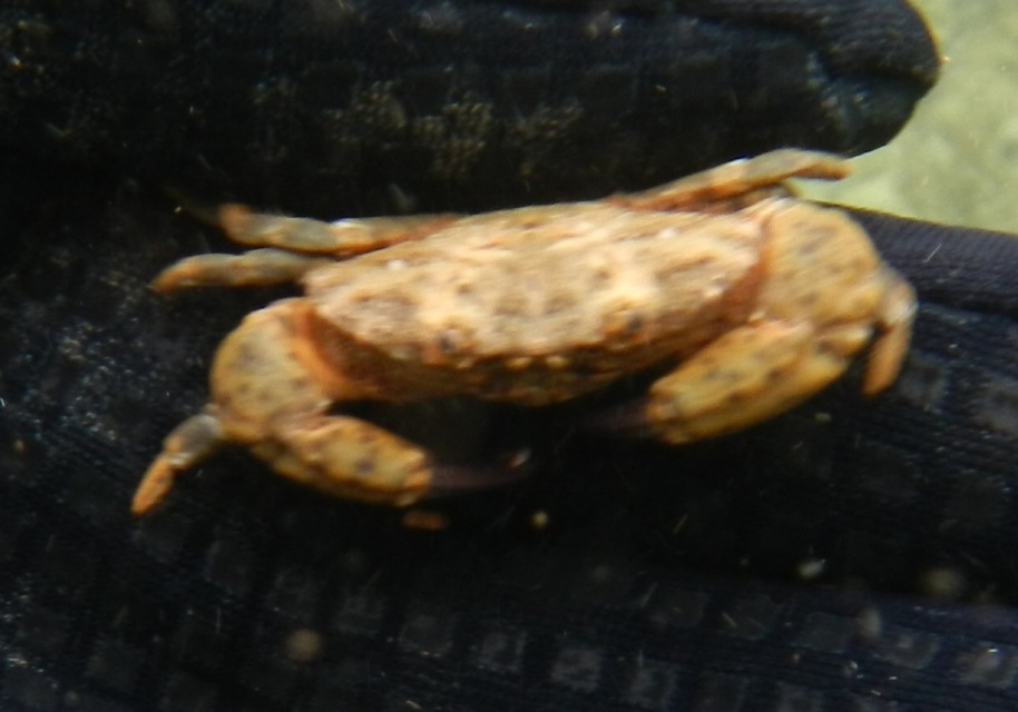 Crustacea - Rákok