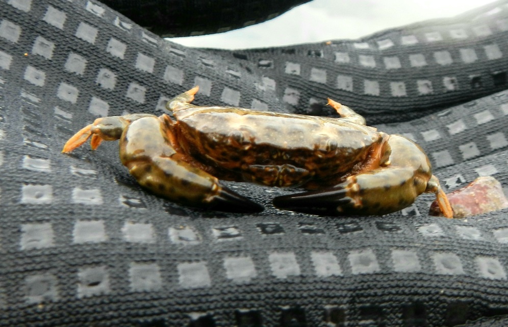 Crustacea - Rákok