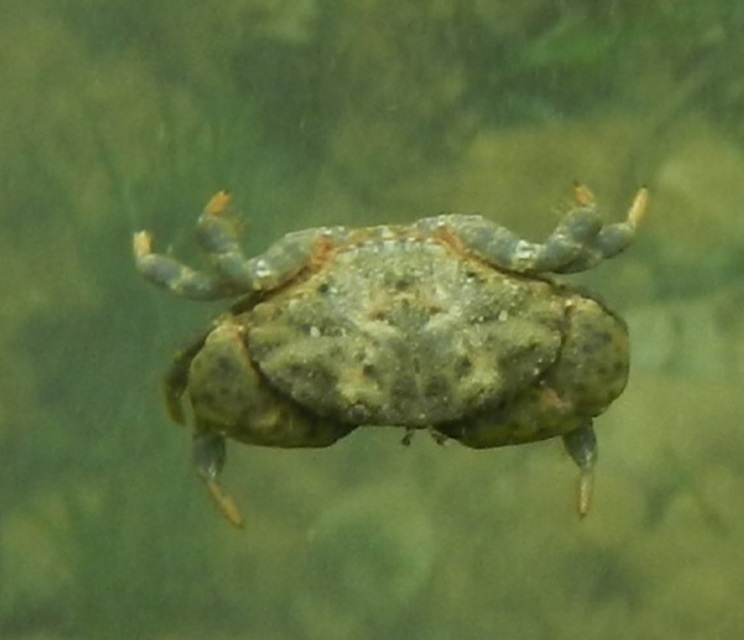 Crustacea - Rákok