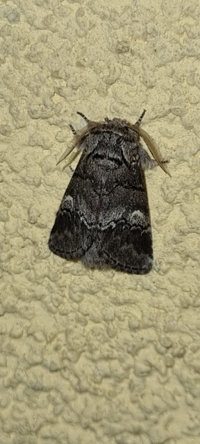 tölgyfa-púposszövő - Drymonia querna