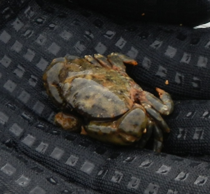 Crustacea - Rákok