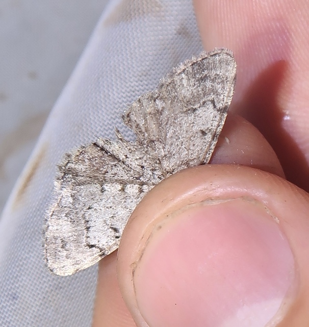 Aethalura punctulata - szürke égeraraszoló
