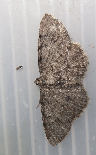 Aethalura punctulata - szürke égeraraszoló