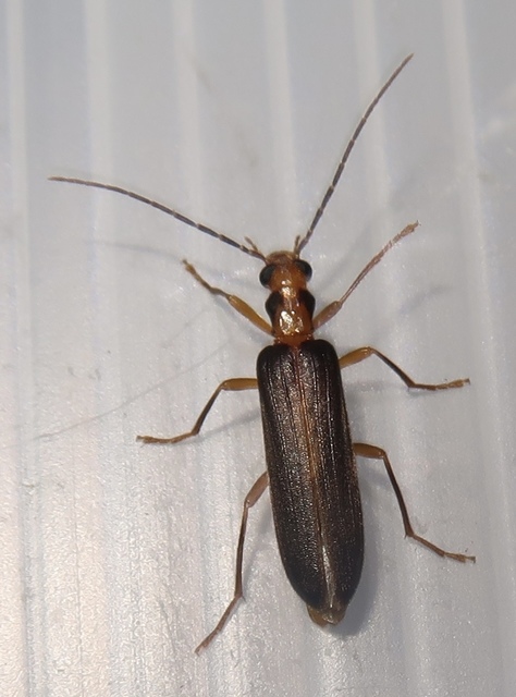 Nacerdes carniolica - karnóliai álcincér