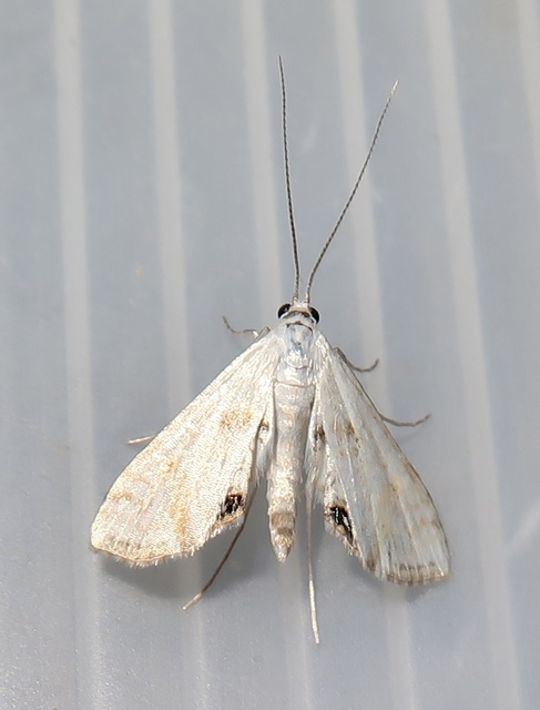 Cataclysta lemnata - békalencsemoly