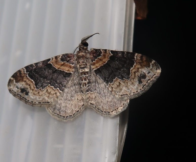 Xanthorhoe ferrugata - kerti tarkaaraszoló