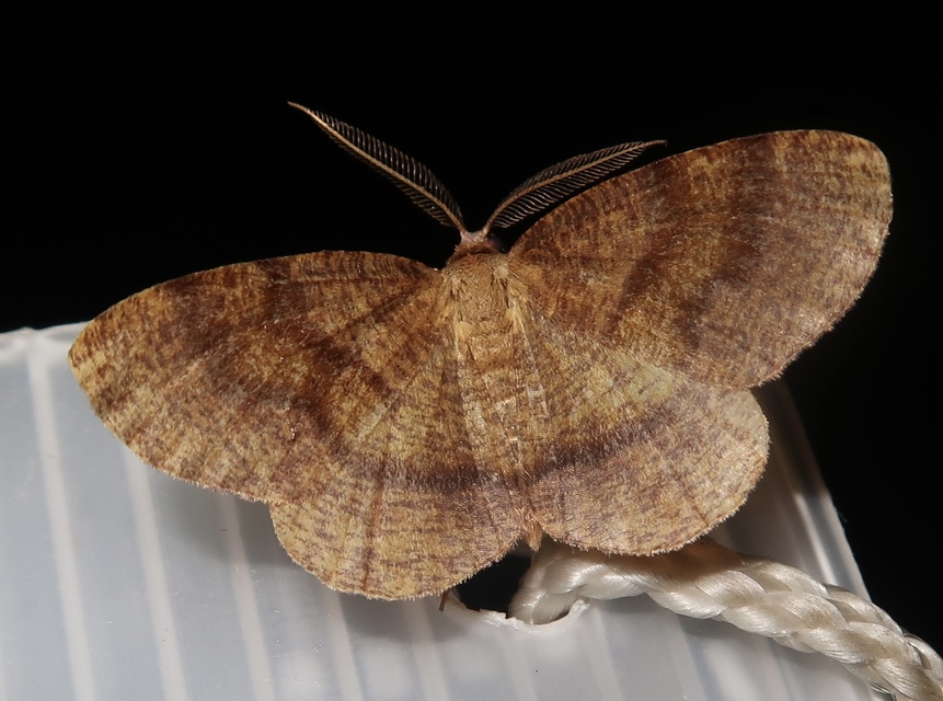 Plagodis pulveraria - szemcsés araszoló