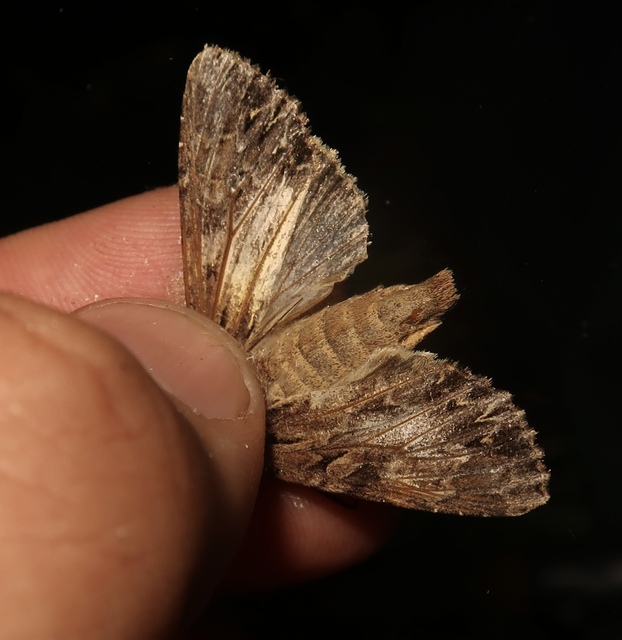 Apamea monoglypha - nagy dudvabagoly