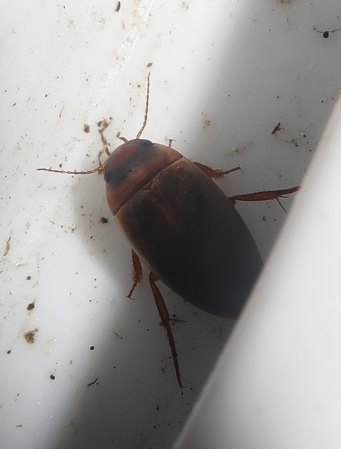 Liopterus haemorrhoidalis - rozsdás csíkbogár Liopterus haemorrhoidalis - rozsdás csíkbogár