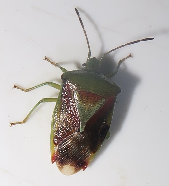 Elasmostethus Elasmostethus