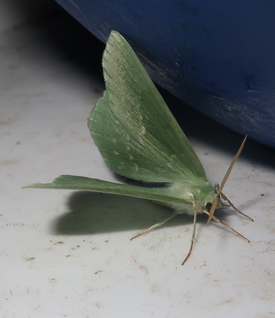 Geometra papilionaria - nagy zöldaraszoló