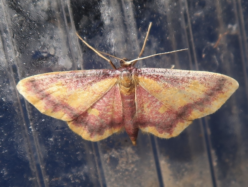 Idaea muricata - mocsári pirosaraszoló