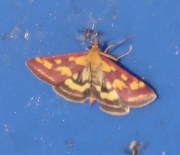 Pyrausta purpuralis - közönséges bíbormoly