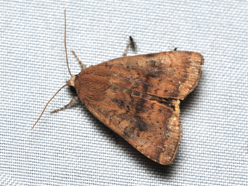 Noctua interjecta - zömök sárgafűbagoly