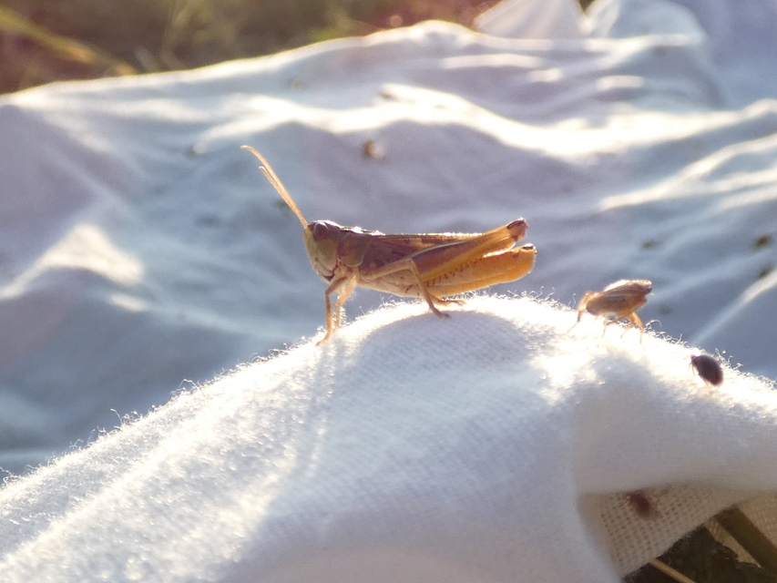 Stenobothrus nigromaculatus - sztyeppréti sáska