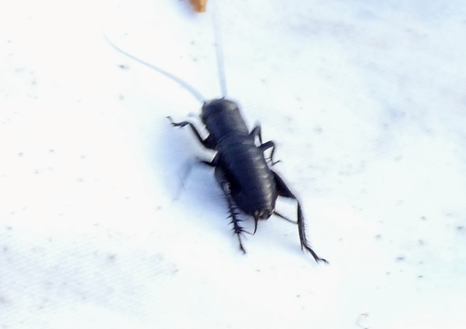 Gryllus campestris - mezei tücsök
