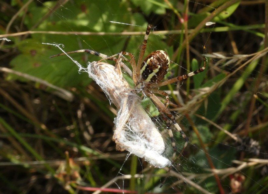 Argiope bruennichi - darázspók