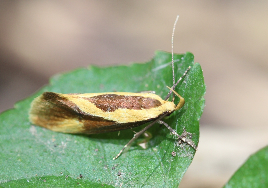 korhadékevő díszmoly - Harpella forficella
