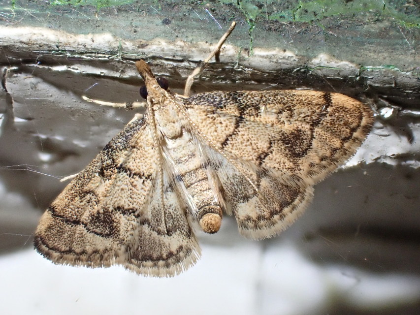 Metasia ophialis - kígyósávos tűzmoly