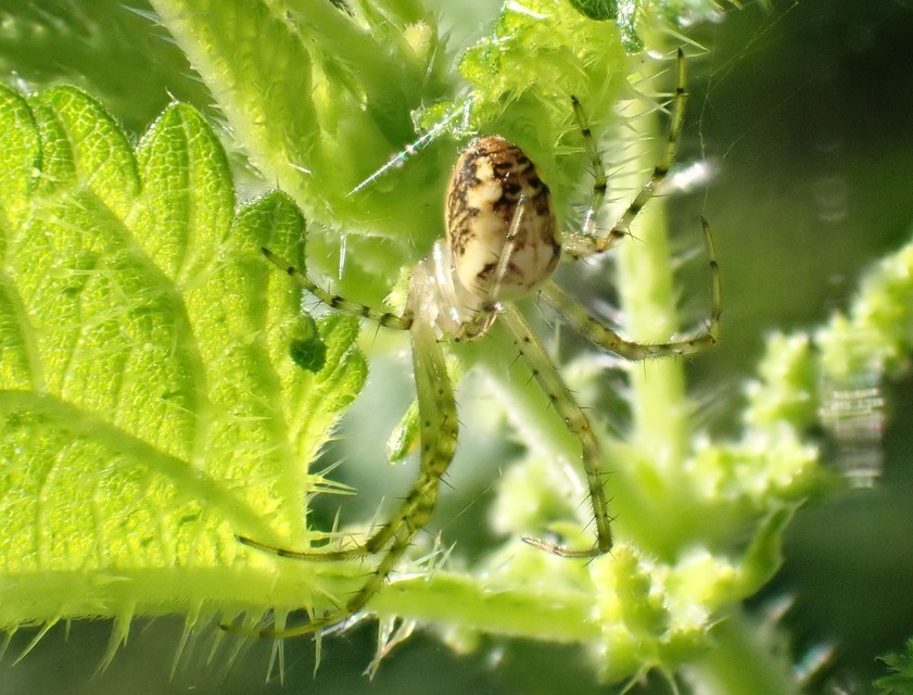 Metellina segmentata/mengei