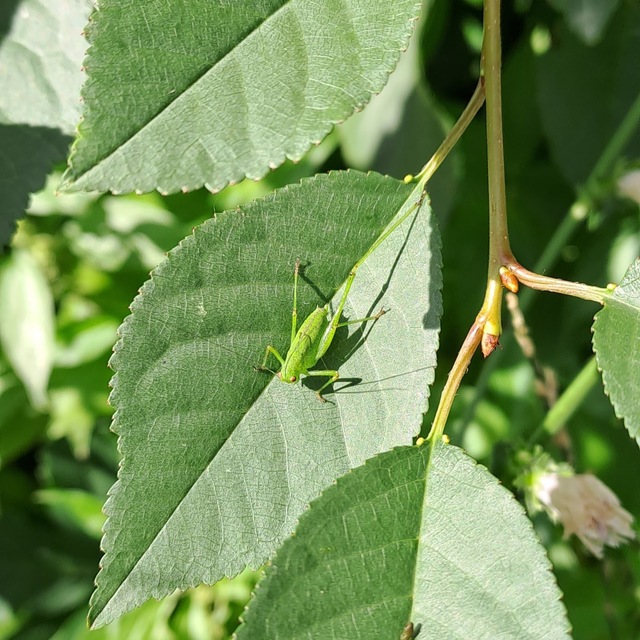 Phaneroptera
