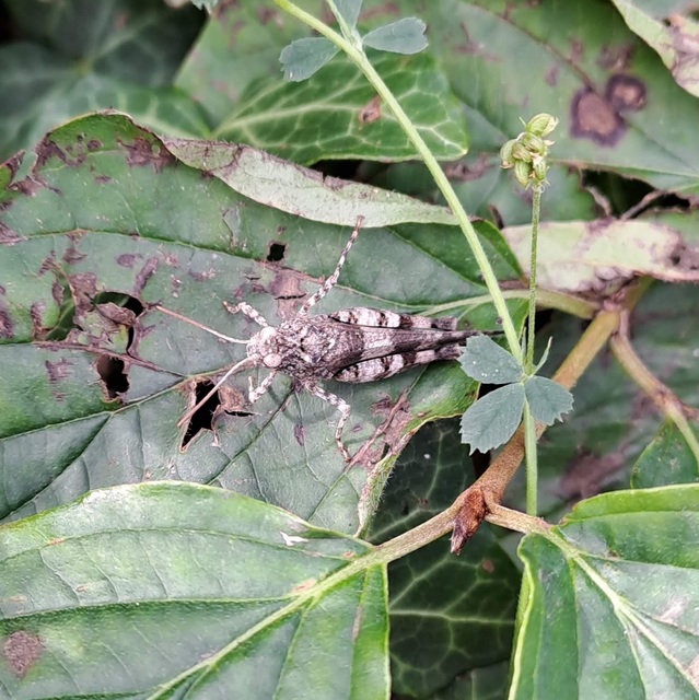 Oedipoda caerulescens - kékszárnyú sáska