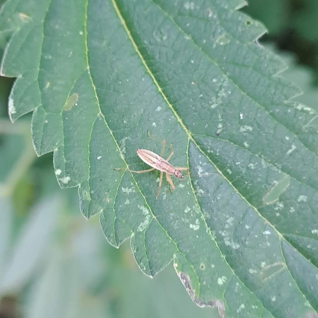 Heteroptera - Poloskák