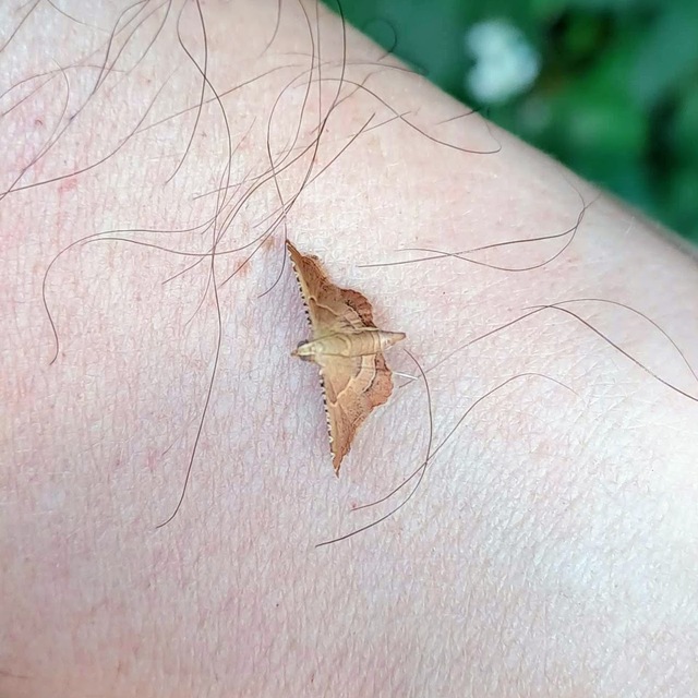 Endotricha flammealis - tüzesszárnyú fényilonca