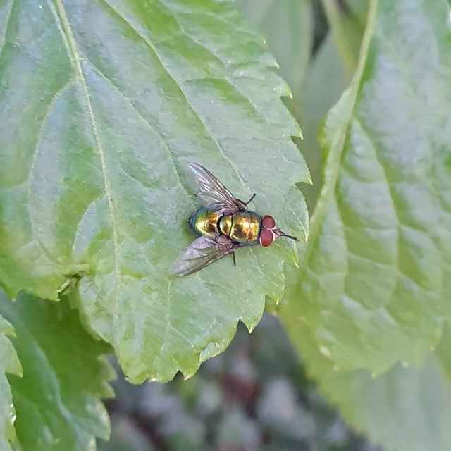 Diptera - Kétszárnyúak