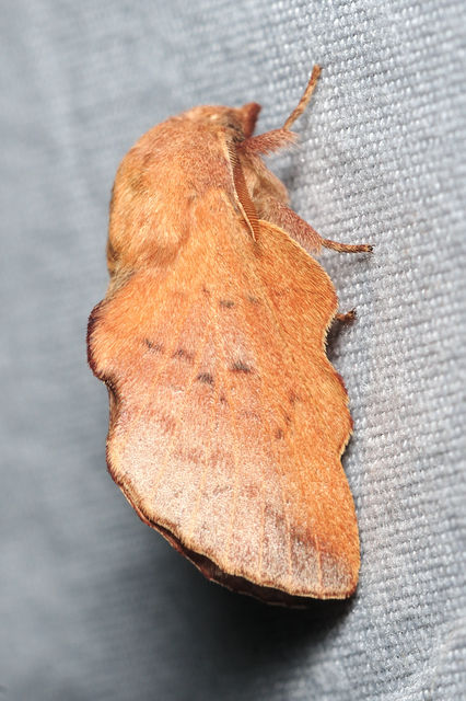 Phyllodesma tremulifolia - nyárlevélpohók