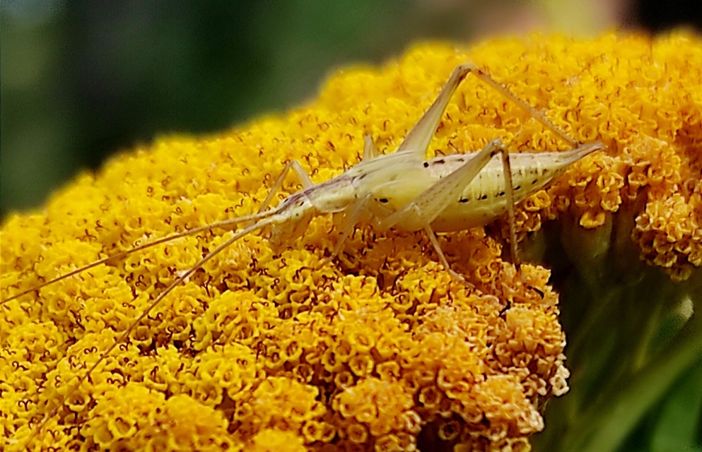 Oecanthus pellucens - pirregőtücsök