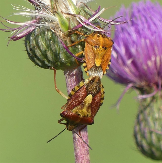 Carpocoris