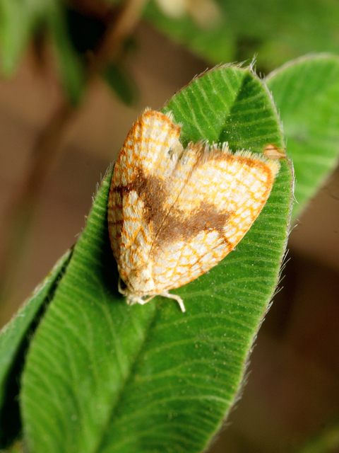 Acleris forsskaleana - juharos levélmoly